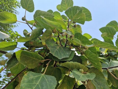 A common fig (Ficus carica) branch showing fruits at various stages of maturity
