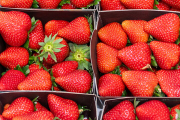 strawberries in a box © Anna Kondratiuk