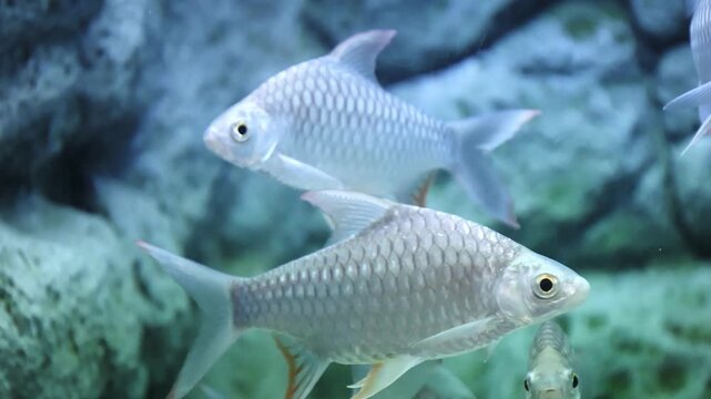 School of silver freshwater fish with gold bellies gracefully swim among rocks in clear water.