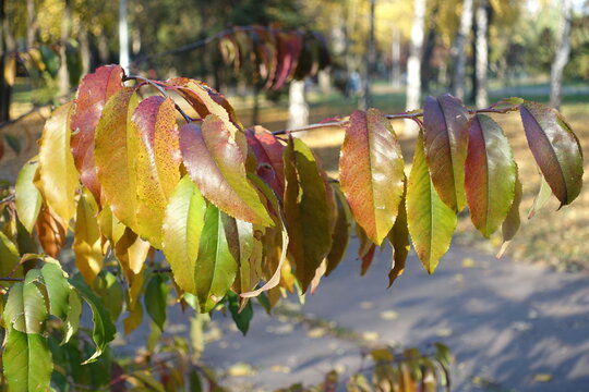 Colorful autumnal foliage of black cherry tree in October