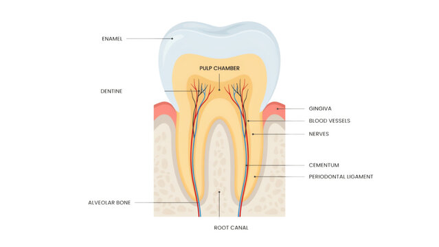 Illustration of a healthy tooth with gum and root structure labeled Vector