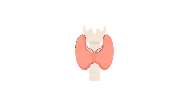Human liver organ illustration with gallbladder and bile ducts Vector