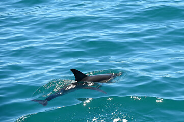 Fototapeta premium Des dauphins nagent dans la mer Méditerranée