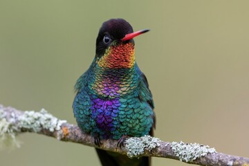 Fototapeta premium The Rainbow Hummingbird on a Mossy Branch with Iridescent Feathers