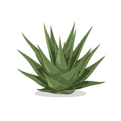 Fototapeta premium Vibrant Green Aloe Vera Plant with Succulent Leaves.