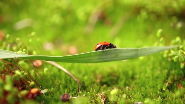 Macro footage of ladybug crawling on fresh green blade of grass in garden.