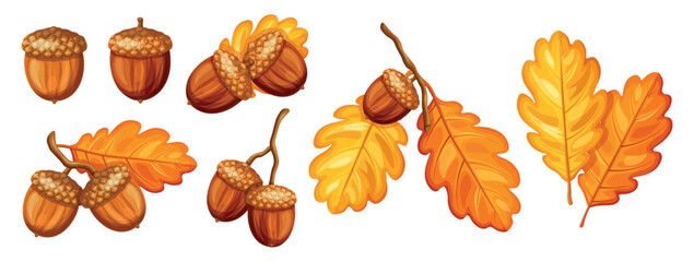 Set of beautiful acorn nuts in cartoon style. Vector illustration of ripe brown acorns, twigs and yellow, orange autumn oak leaves isolated on white background. Seasonal fruits of forest trees. © MVshop