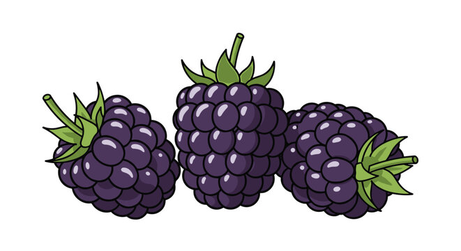 Delicious and ripe blackberries with green leaves in a realistic colorful illustration for fruit and health concepts.