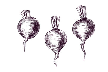 Beetroot hand drawn illustration in vintage engraving style. Set of fresh beet vegetable for culinary design. Organic farm product for menu, recipe, sticker and kitchen decor element. © NATASHA-CHU