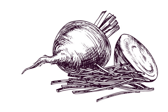 Beetroot whole with halved and julienned vegetable pieces. Hand drawn ink engraving style illustration of organic root vegetable. Ingredient for healthy cooking and culinary design.