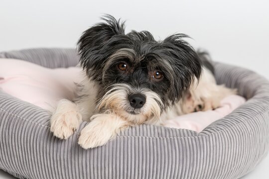 The Charming Black and White Dog Resting Cozy in Plush Gray Bed at Home