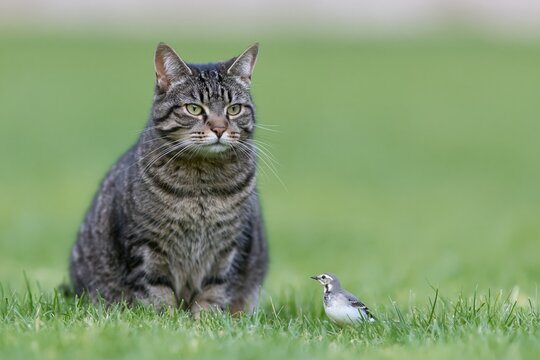 The Curious Cat Facing a Tiny Bird in a Quiet Green Field