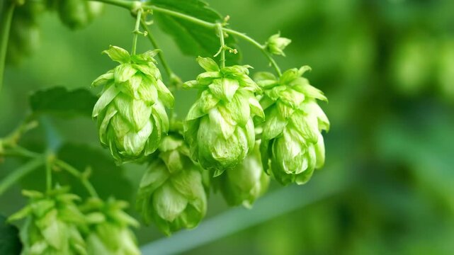Green hop close-up material, green hop vine close-up