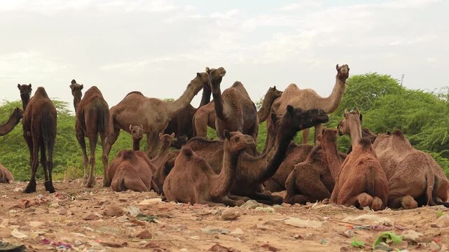 A herd of dromedary camels resting on ground with green trees and white sky in background at pushkar fair.