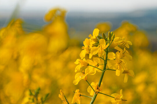 Fleur de colza en gros plan dans un champ printanier ensoleill&eacute;