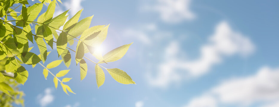 Spring leaf background and blue sky for copy space