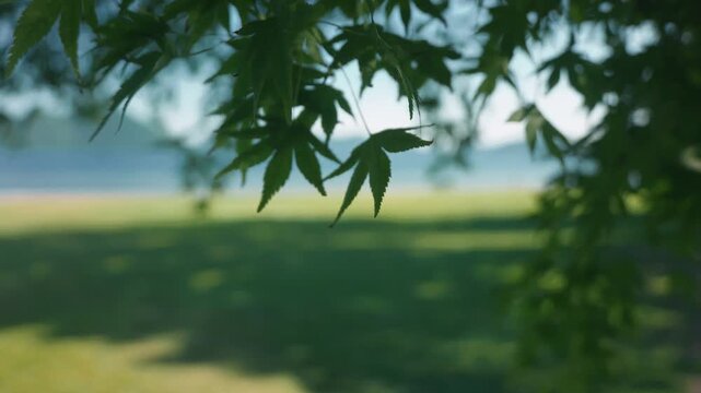 Shade of trees swaying in the breeze at a lakeside park in summer