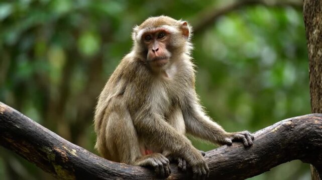Macaques sitting on branches, monkeys sitting on branches looking out