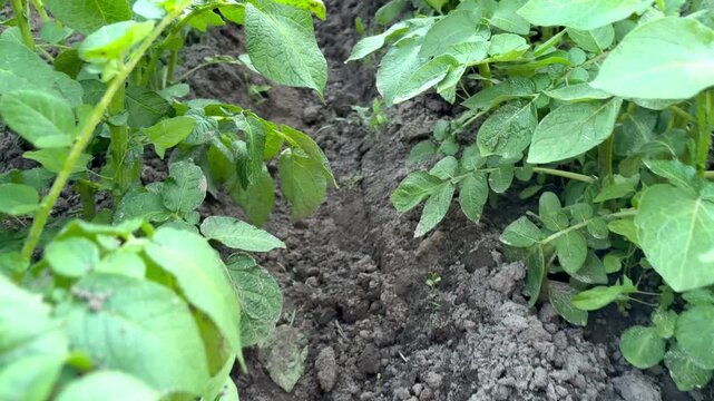 A close-up camera slowly moves down a furrow in a garden or field, showing rows of healthy, green potato plants.