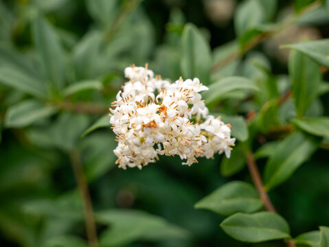 White privet Ligustrum flower clusters macro green bokeh background