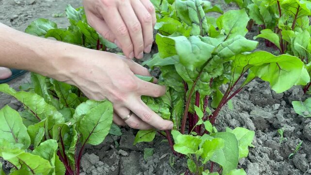 A young beet plant growing in a garden bed. Careful gardening and cultivation.
