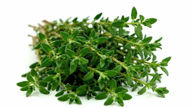 Fresh thyme herb, fresh thyme herb close-up