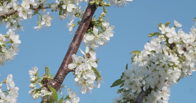 Industrious honey bee flying around and collecting nectar from beautiful white cherry blossoms on a branch, pollinating the flowers against a clear blue sky on a sunny spring day.