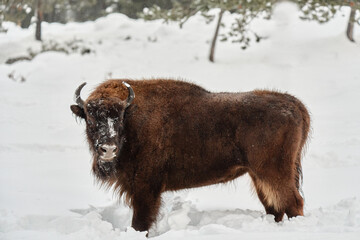 European bison standing in snow during winter. Powerful wild mammal in its natural cold habitat. © Ekaterina