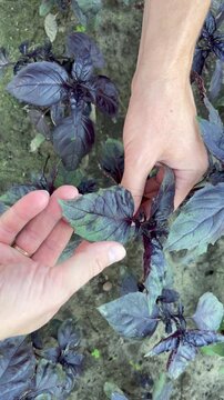 purple basil plants growing in a garden. The man's hands carefully touch and turn the dark, textured leave