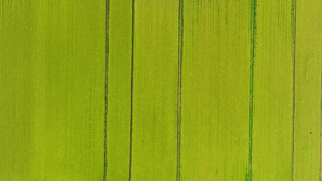 Uniform Rice Fields With Distinct, Straight Planting Rows Forming Parallel Lines Across the Landscape - Aerial Topdown Shot