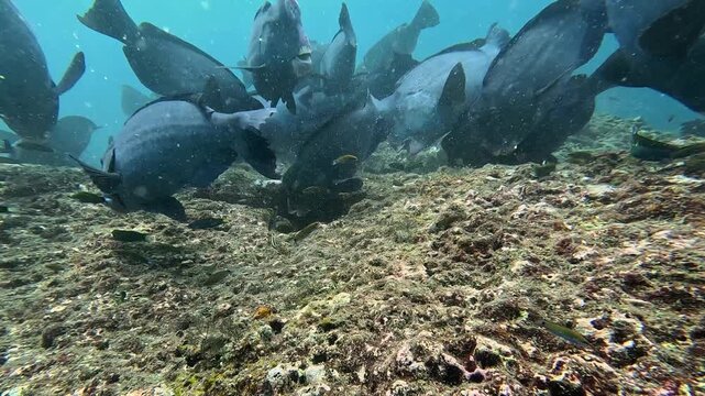 Incredible 4K Ace Pro 2 footage of a school of 80 giant bumphead parrotfish feeding heavily and crunching on a hard coral reef. Rare, high-action marine biology behavior in Raja Ampat