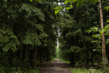 Summer coniferous forest landscape with trees © Cozy lifestyle