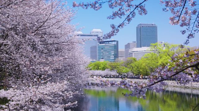 Sakura Trees Bloom over Osaka Castle Moat with Urban City Background, Japan