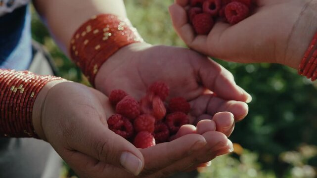 Indigenous community in Ecuador harvesting raspberries. Red bangles and soft hands. Warm light and green landscape.