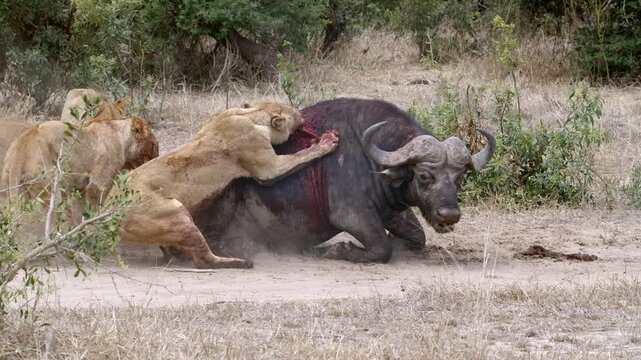 Lion pride kills buffalo which bellows and fights back, blood struggle, ripping with claws and teeth, killing it in a brutal and intense wildlife moment, in slow motion, in Sabi Sands South Africa