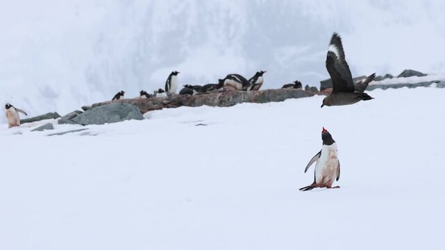 Defensive Gentoo penguin fighting off a skua on the snow-covered grounds of Antarctica, capturing a dramatic moment of wildlife conflict in the polar wilderness.
