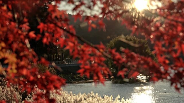 Cinematic view through vibrant red autumn momiji leaves of a car driving on a lakeside road next to Lake Kawaguchiko with bright sunlight in Japan