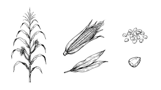 Black and white botanical illustration of corn plant with seeds and husks Vector