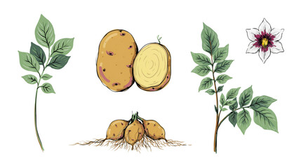 Illustration of acorn and leaves with a small flower growing in a natural setting Vector © adobe stock 