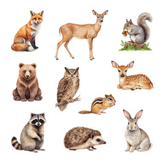 Naklejka premium Woodland animals including a bear, owl, raccoon, and hedgehog are featured in this detailed collection of forest inhabitants.