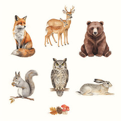 Fototapeta premium Forest animals including a fox, deer, bear, squirrel, owl, and rabbit are arranged on a white background.