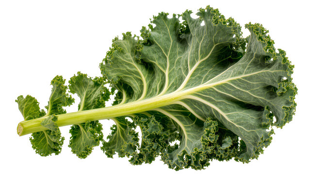 Curly green kale leaf with thick stem and prominent veins