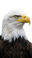 Obraz premium Detailed Bald Eagle Portrait Illustration with Feathers and Beak in Natural Style