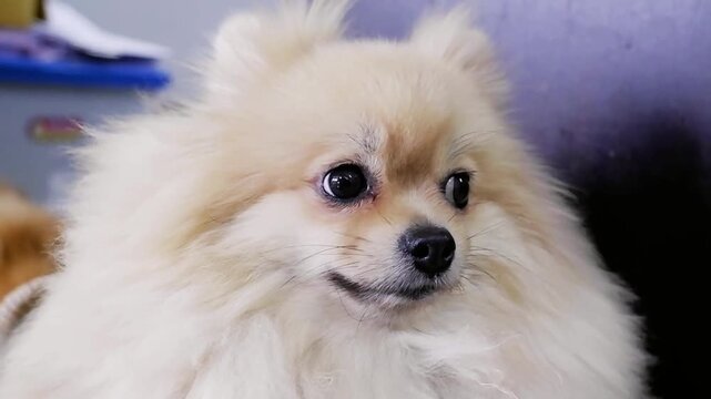 Cute cream pomeranian dog looking around with a curious expression, close up shot.