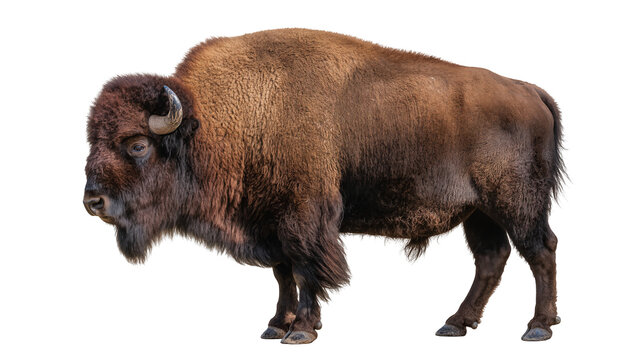 American Bison with thick brown fur and curved horns