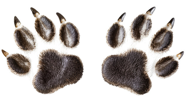 Animal Paw Prints with Claws