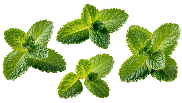 Fresh green mint leaves sprigs arrangement