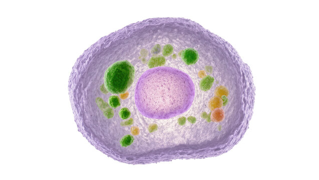 Detailed 3D rendering of a eukaryotic cell with nucleus and organelles, isolated on transparent background