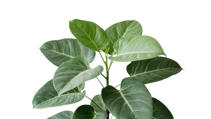 Green Philodendron plant with large heart-shaped leaves © Gabriela