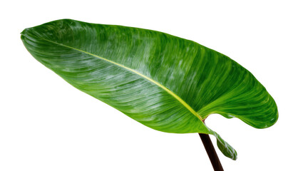Vibrant green philodendron leaf with prominent veins, isolated on transparent background © Emilija